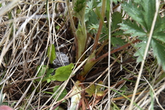 Potentilla gracilis fastigiata
