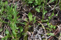 Halerpestes cymbalaria