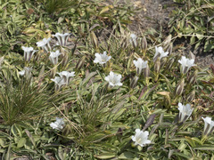 Gentiana newberryi tiogana