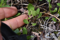 Halerpestes cymbalaria