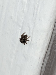 Pseudeuophrys erratica