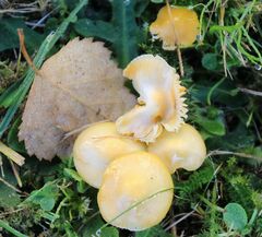 Hygrocybe ceracea