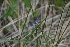 Delphinium nuttallianum