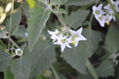 Solanum douglasii