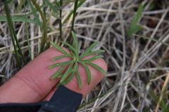 Delphinium nuttallianum