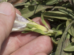 Gentiana newberryi tiogana