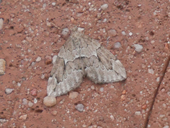 Thera juniperata