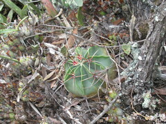 Ferocactus histrix