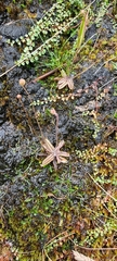 Pinguicula lusitanica