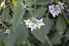 Solanum douglasii