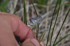 Delphinium nuttallianum