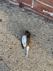Junco