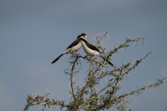 Lanius excubitoroides