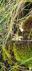 Pinguicula lusitanica