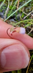 Pinguicula lusitanica