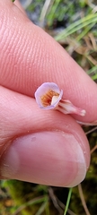 Pinguicula lusitanica