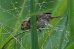 Sporophila