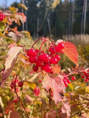 Viburnum opulus