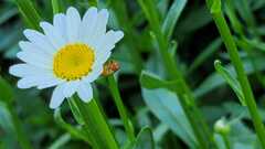 Copestylum sexmaculatum