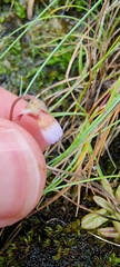 Pinguicula lusitanica