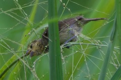 Sporophila