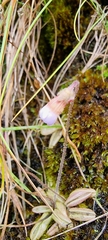 Pinguicula lusitanica