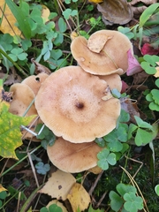 Basidiomycota