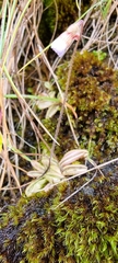 Pinguicula lusitanica