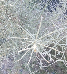 Sarcomphalus obtusifolius