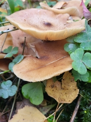 Basidiomycota