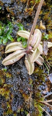 Pinguicula lusitanica