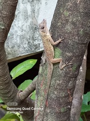 Anolis aeneus
