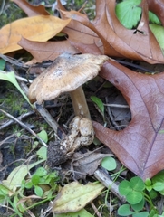 Inocybe dunensis