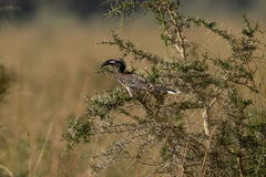 Lophoceros nasutus