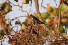 Cecropis abyssinica