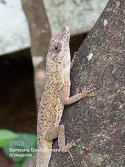 Anolis aeneus