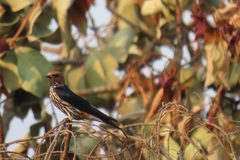 Cecropis abyssinica