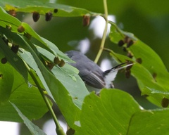 Polioptila bilineata