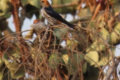 Cecropis abyssinica