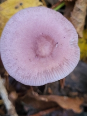 Basidiomycota