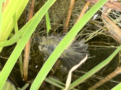 Porzana carolina