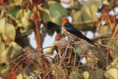 Cecropis abyssinica