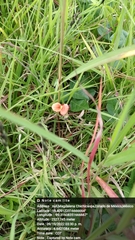 Macroptilium gibbosifolium