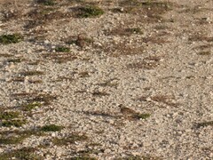 Lullula arborea
