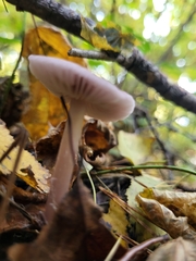 Basidiomycota