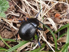 Timarcha goettingensis
