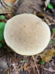 Basidiomycota