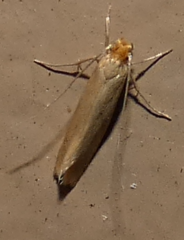 Tineola bisselliella