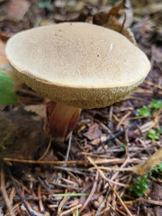 Basidiomycota