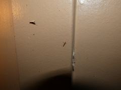 Tineola bisselliella